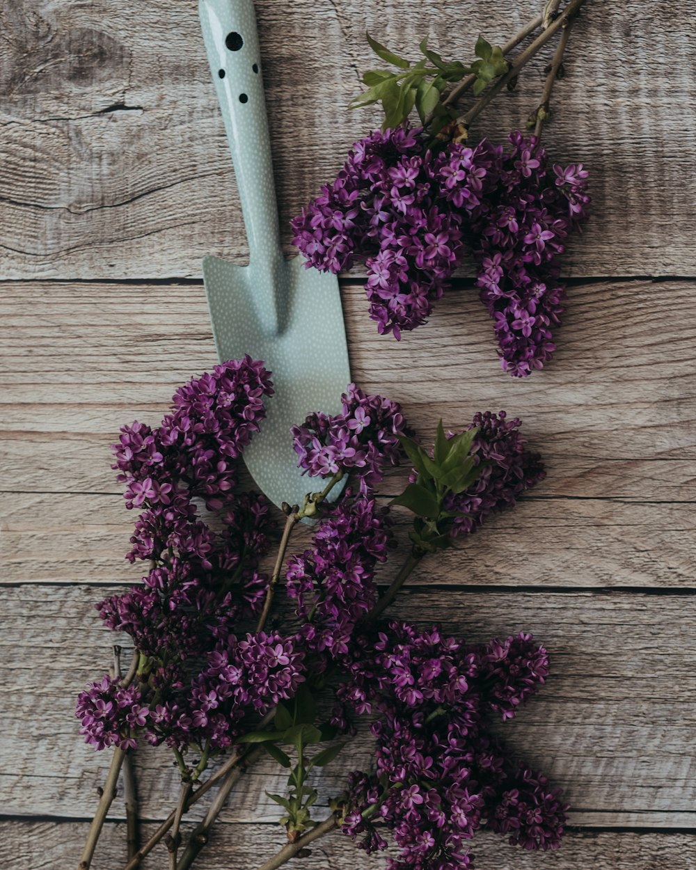 Un couteau et des fleurs violettes sur une table