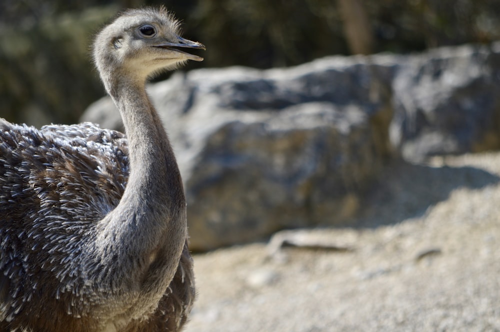 an ostrich standing in front of some rocks