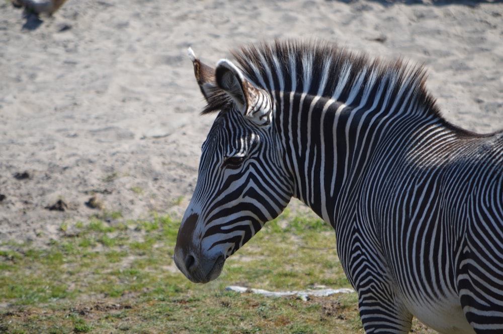 a zebra standing on top of a grass covered field