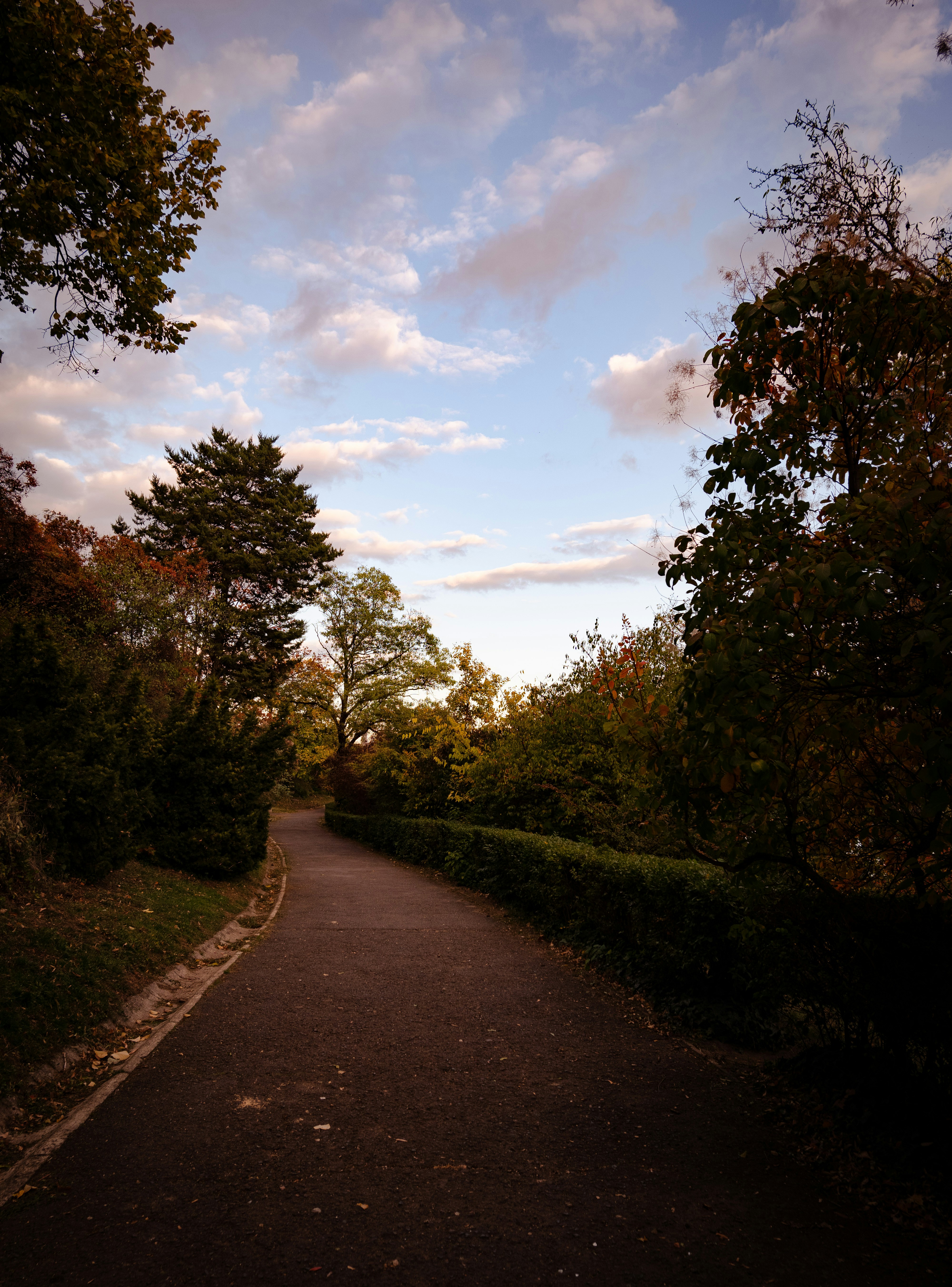 a path in a park with trees and bushes