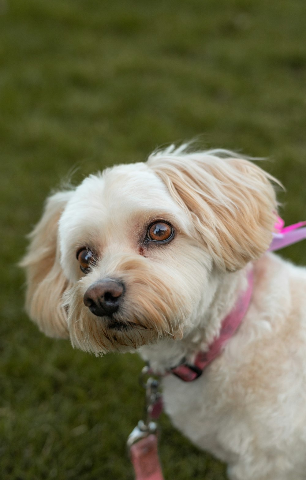 a small white dog with a pink leash