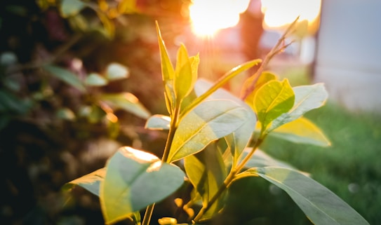 Sunlight filters through fresh green leaves, casting warm tones and soft shadows. The background is blurred, emphasizing the natural detail of the plant while hinting at a figure and a sunset.