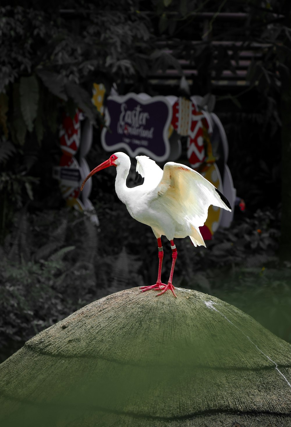 a white bird with a red beak standing on a rock