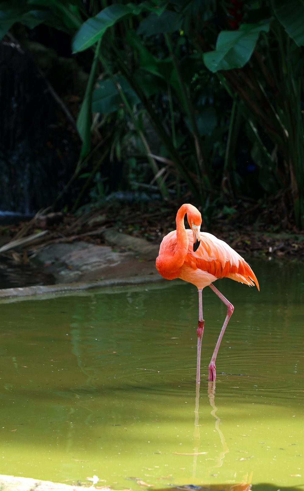 a pink flamingo standing in a pool of water