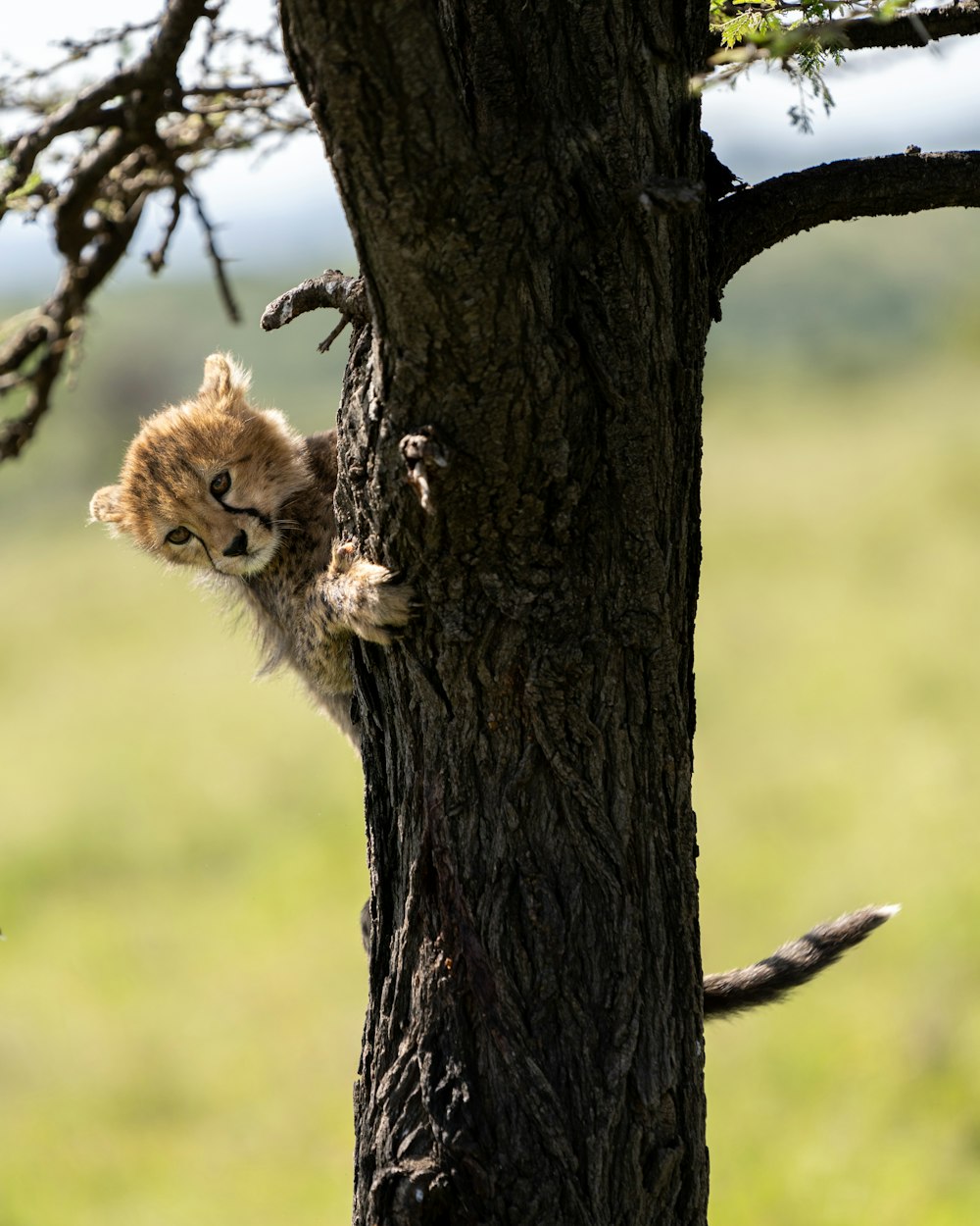 a small kitten climbing up the side of a tree