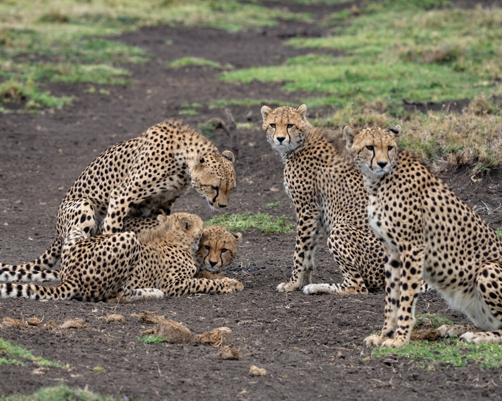 a group of cheetah sitting on top of a dirt field