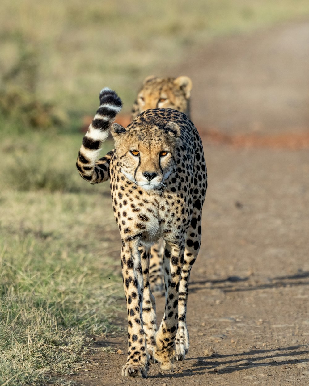 a cheetah walking down a dirt road towards the camera