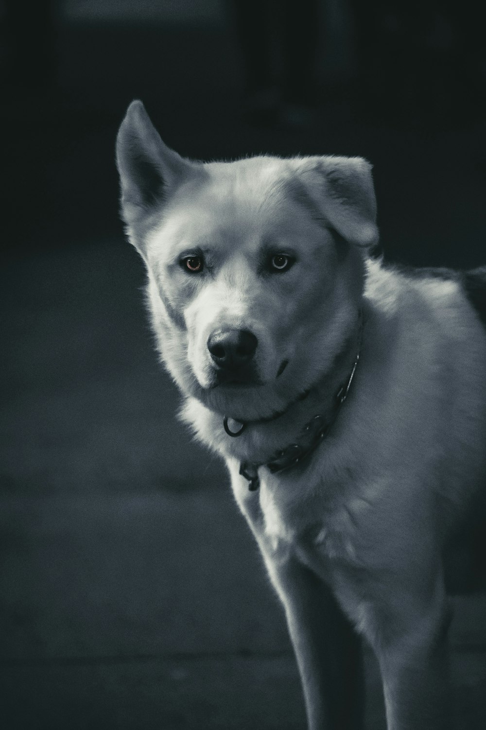 ein Schwarz-Weiß-Foto eines Hundes
