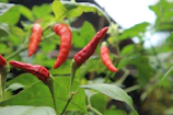 Close-up of vibrant red chili peppers freshly harvested and ready for export.