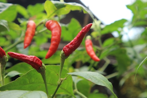 Close-up of vibrant red chili peppers freshly harvested.