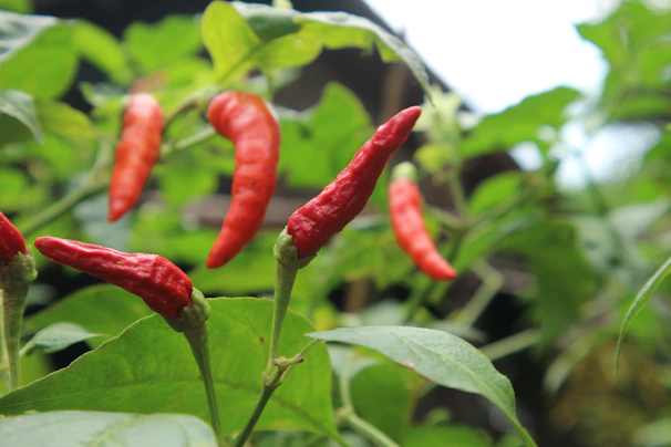 Close-up of fiery red hot peppers hanging on a plant, glowing under sunlight.