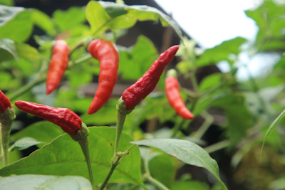 Close-up of vibrant red chili peppers hanging on greenhouse plants bathed in natural sunlight