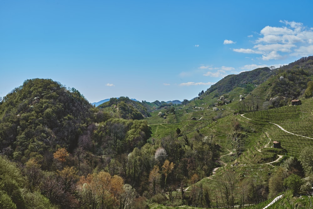 a lush green hillside covered in lots of trees