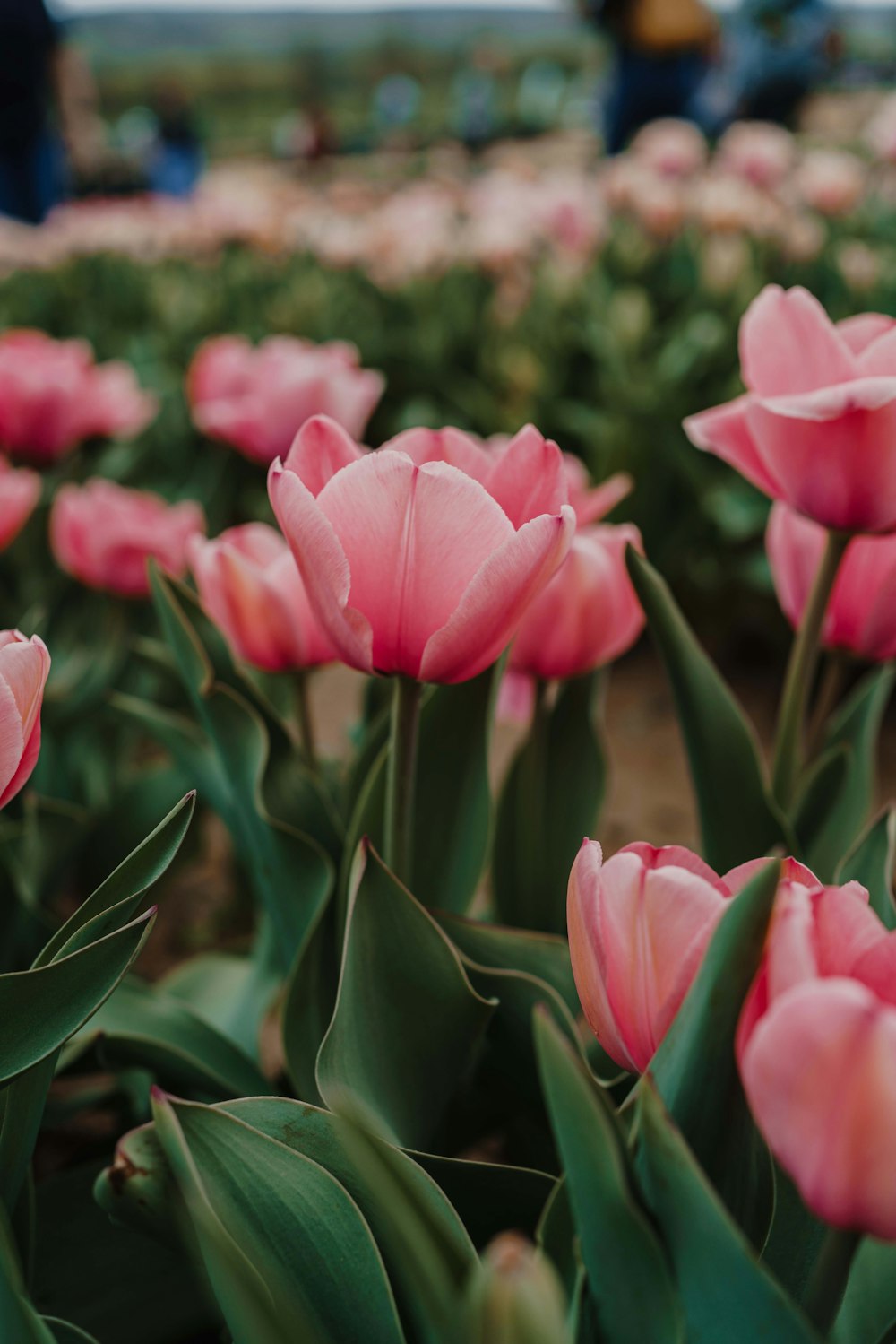 a field of pink tulips with people in the background