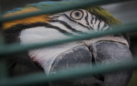 A close-up of a parrot's face, focusing on its eye and beak. The parrot has vibrant feathers with visible colors including blue, yellow, white, and green. The image is partially obscured by green bars, likely from a cage.
