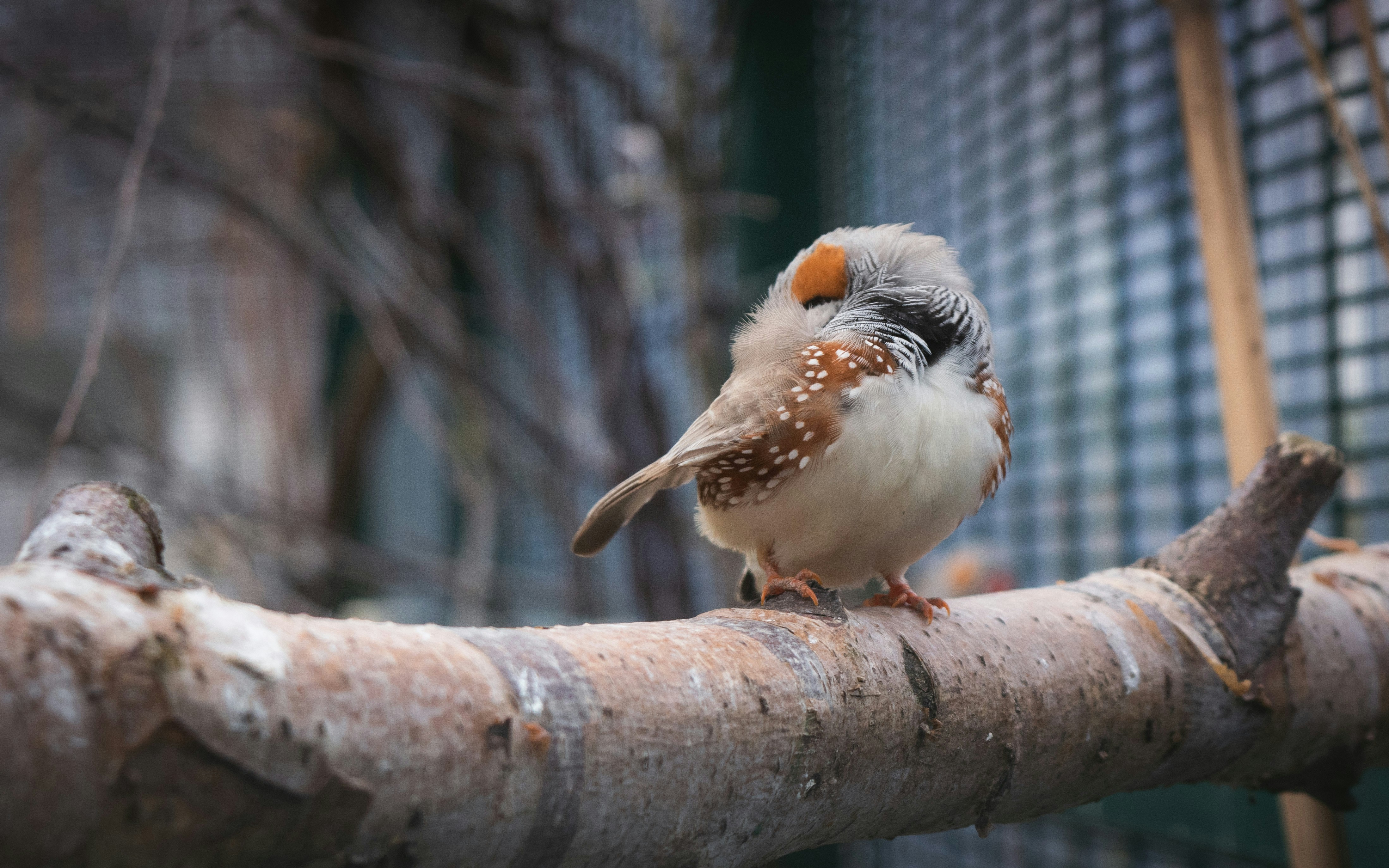 17. The Cheerful Zebra Finch: Music for the Morning (image credits: unsplash)