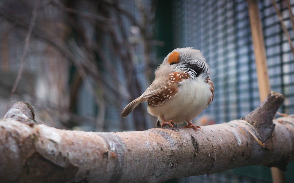 a small bird perched on top of a tree branch