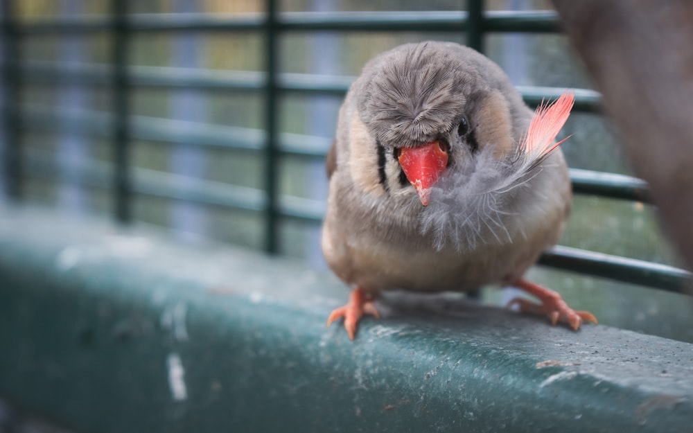 a small bird with a red beak sitting on a bench