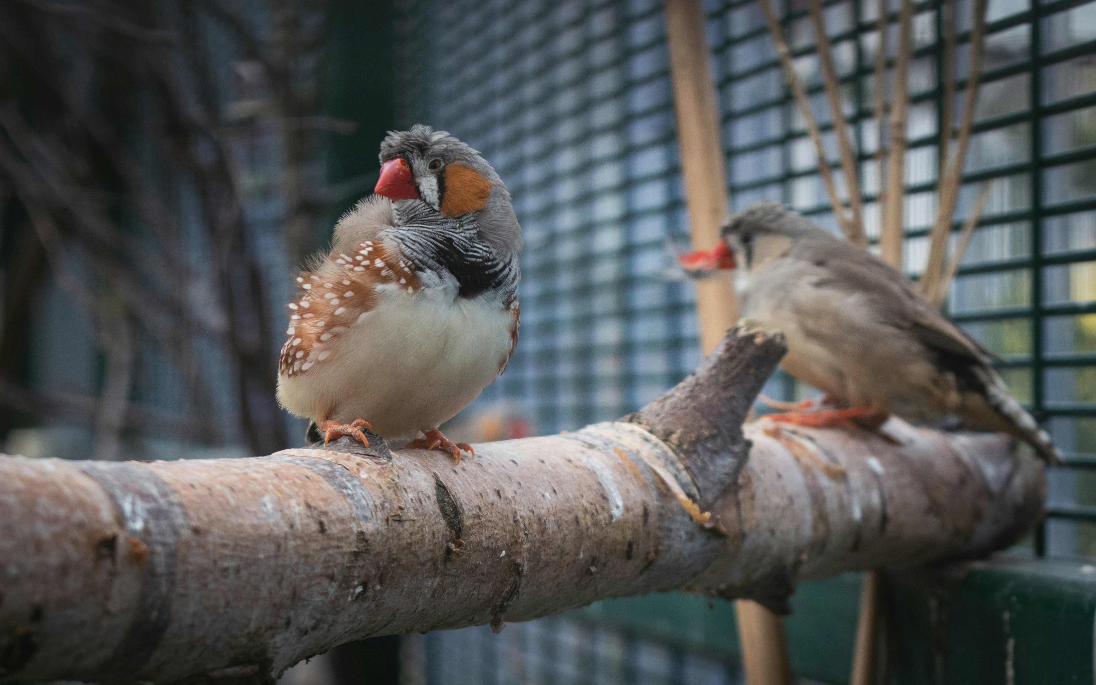 The Society Finch: The Cooperative Crowd-Pleaser (image credits: unsplash)