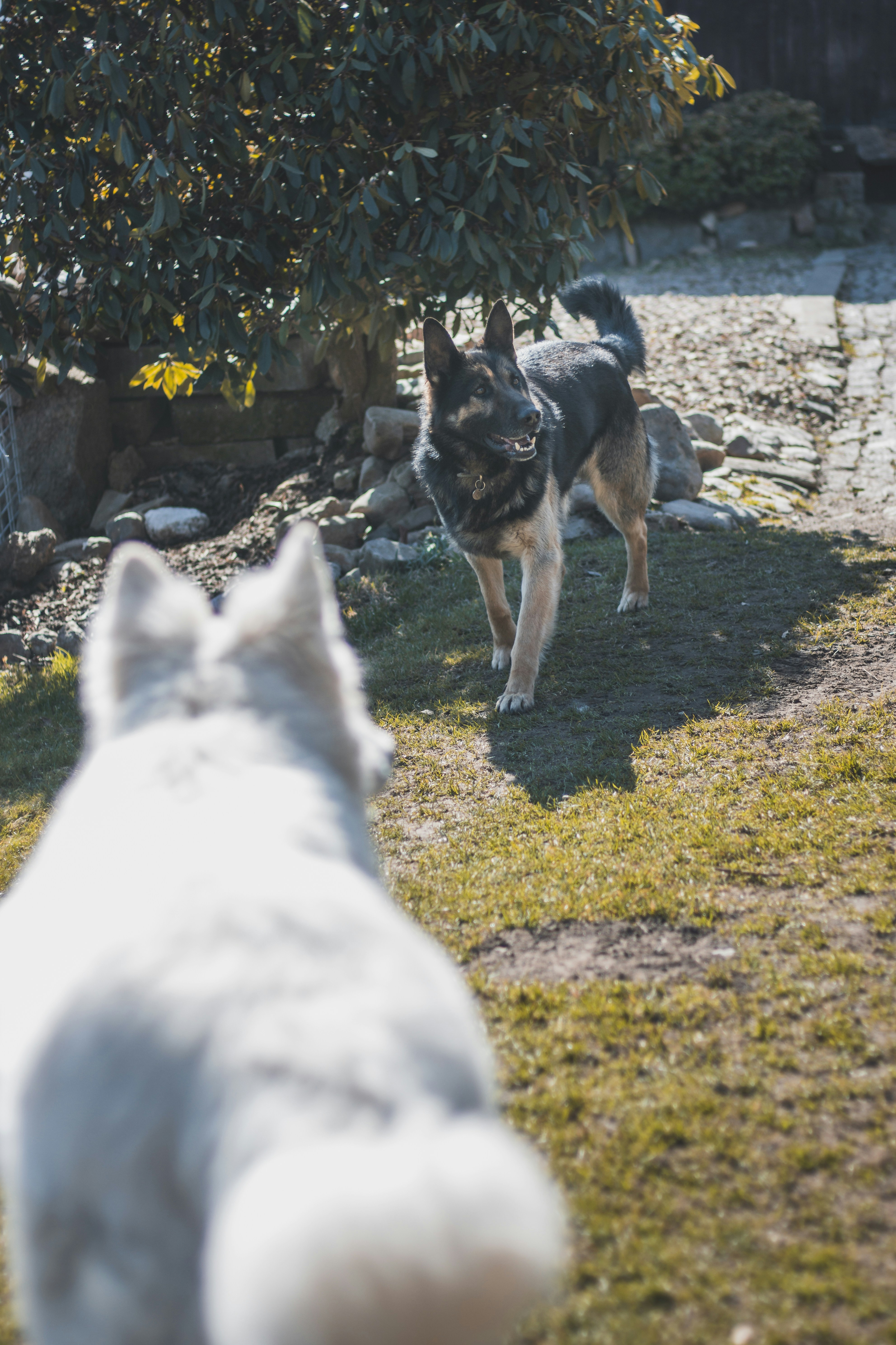 German Shepherd standing on grass in a garden setting.