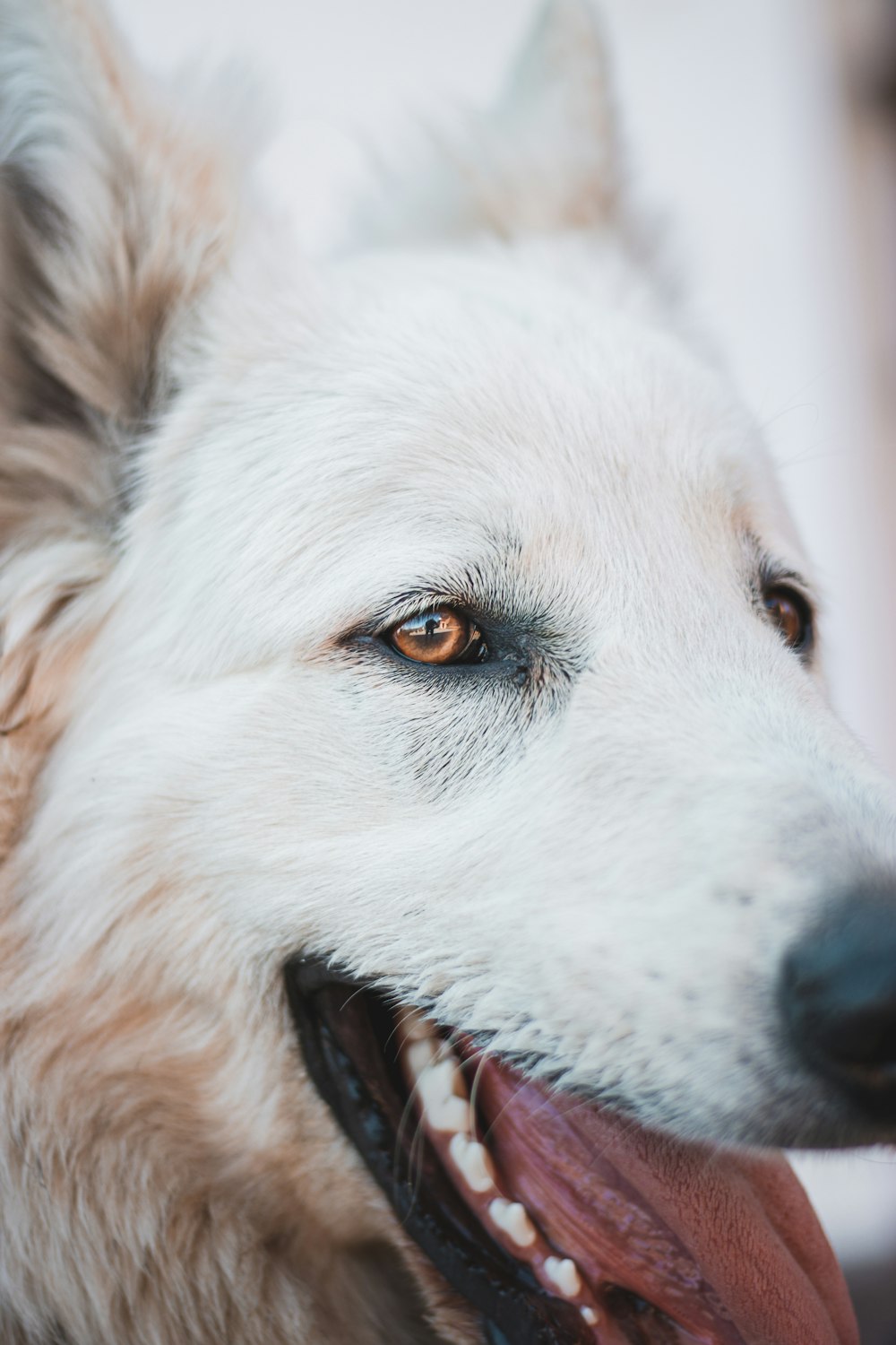 a close up of a white dog with brown eyes