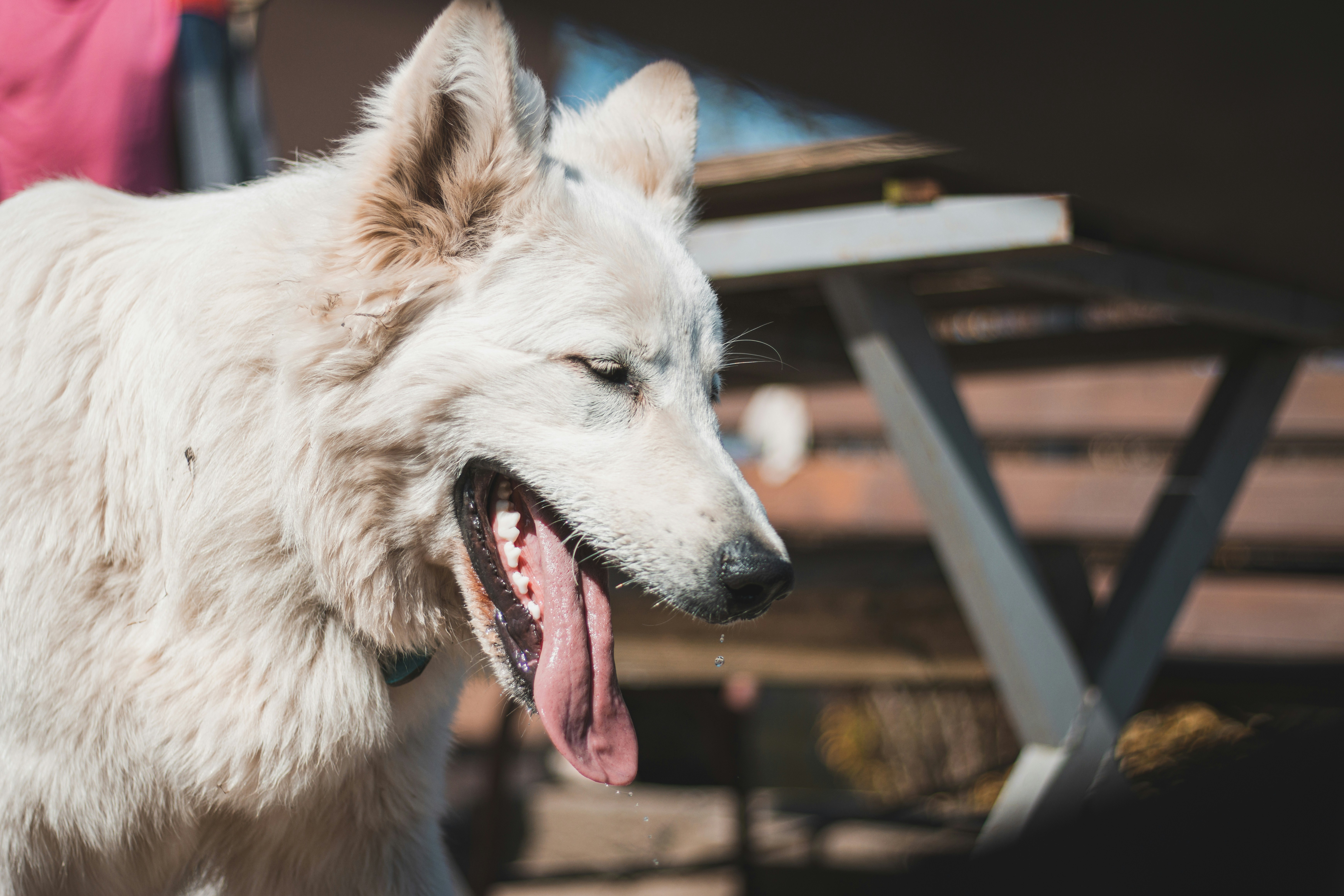a large white dog with its tongue hanging out