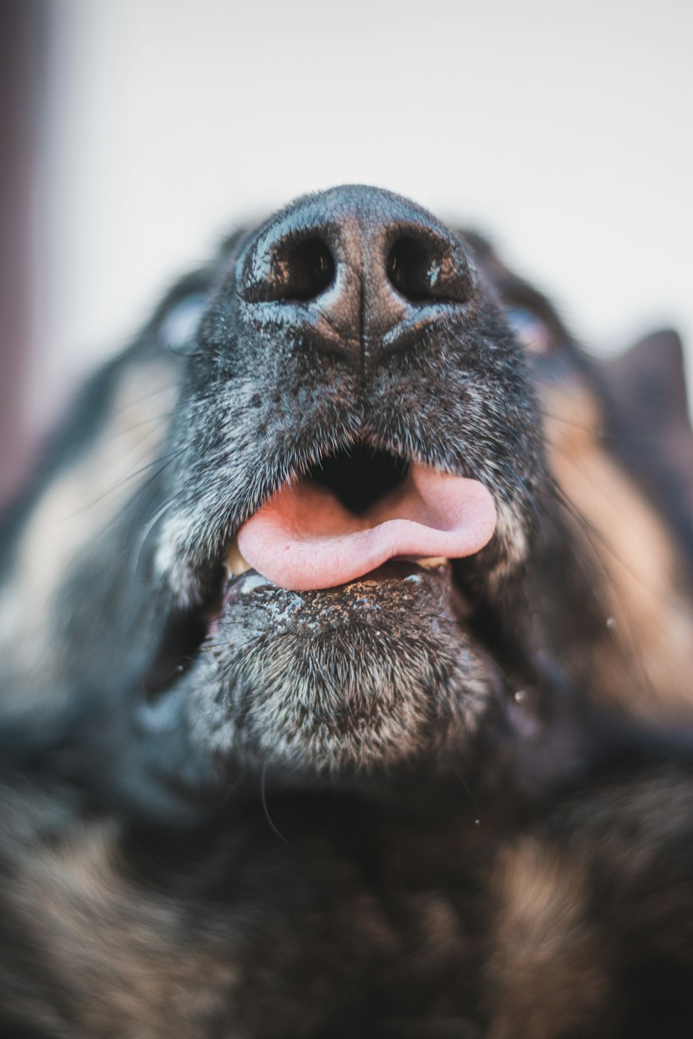 a close up of a dog with its tongue out