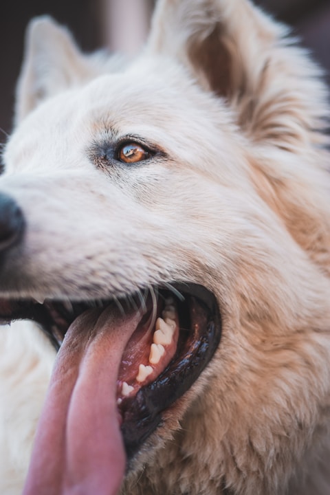 a close up of a dog with its tongue out