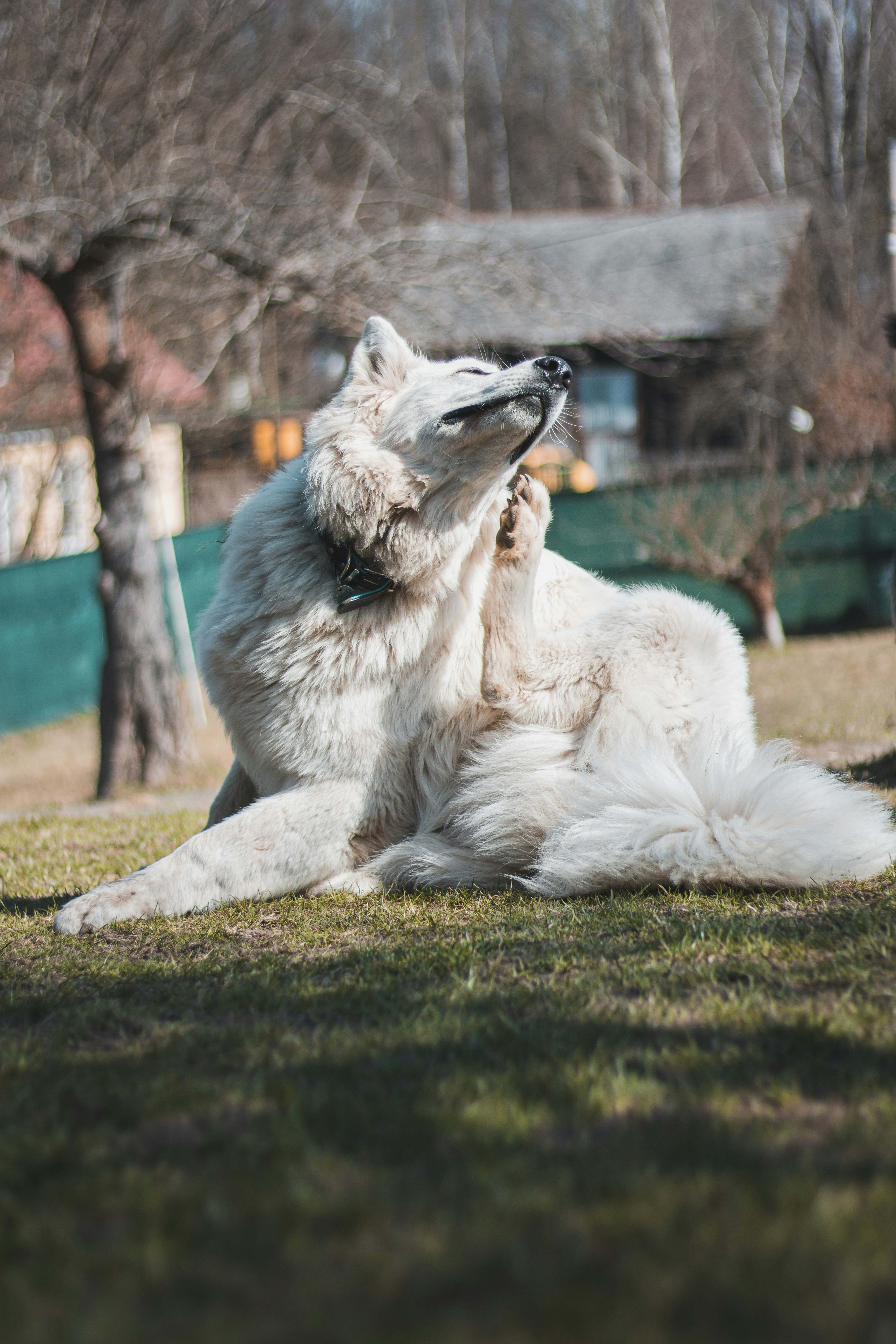 White fluffy dog sitting on a lawn and scratching behind its ear with a hind paw