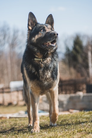 A German Shepherd dog stands outside on a grassy surface with a blurred background of trees and sky. The dog wears a collar and looks alert and focused, appearing to be mid-stride.