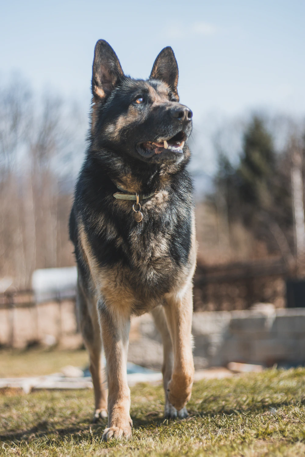 German Shepherd outdoors
