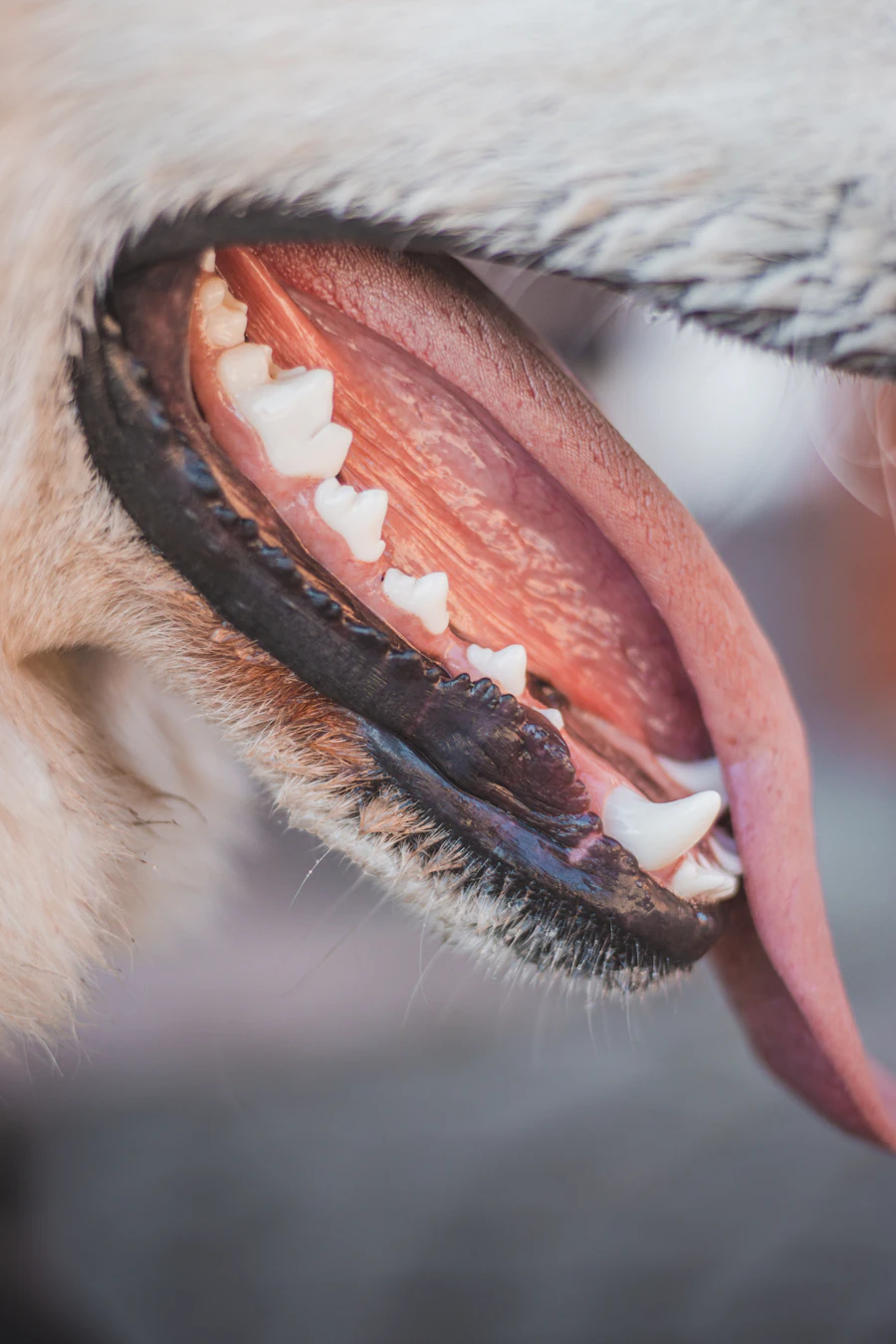 Gingivitis en mascotas: imagen ilustrativa
