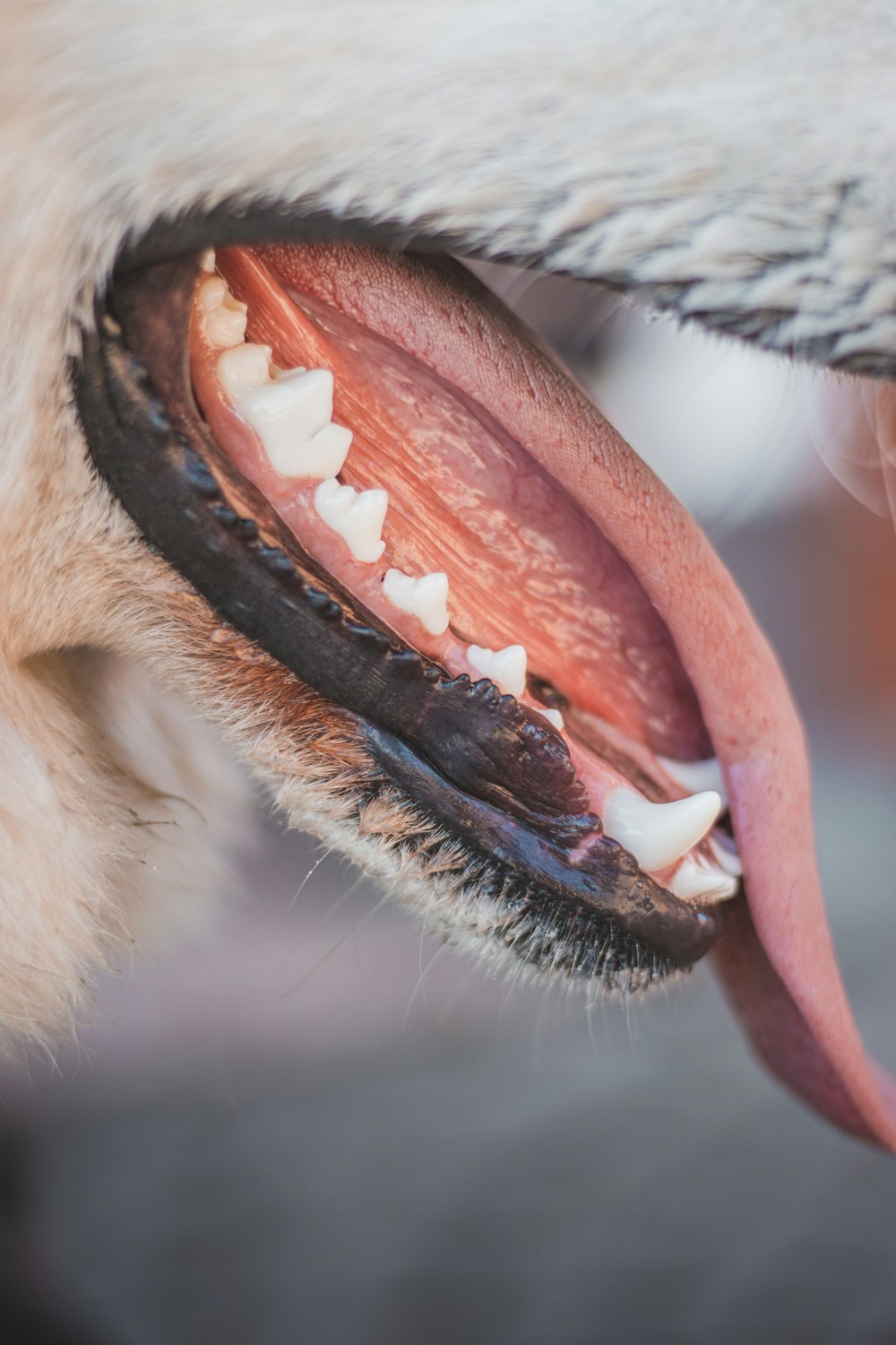 a close up of a dog's mouth and teeth