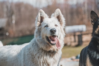 a close up of two dogs near one another