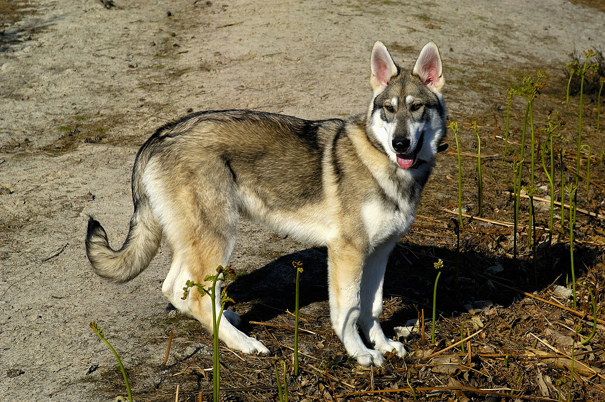 a Northern Inuit Dog standing on a dirt road next to grass