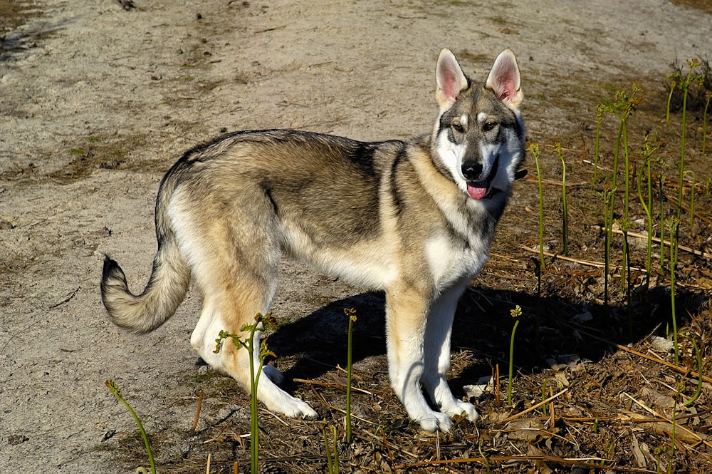 a dog standing on a dirt road next to grass