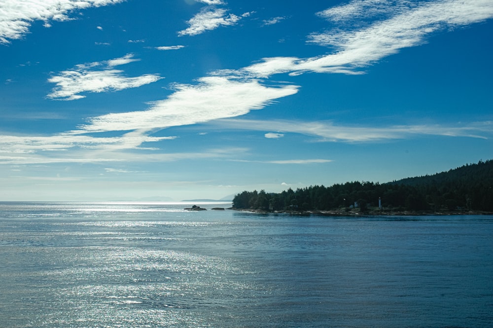 a large body of water surrounded by a forest