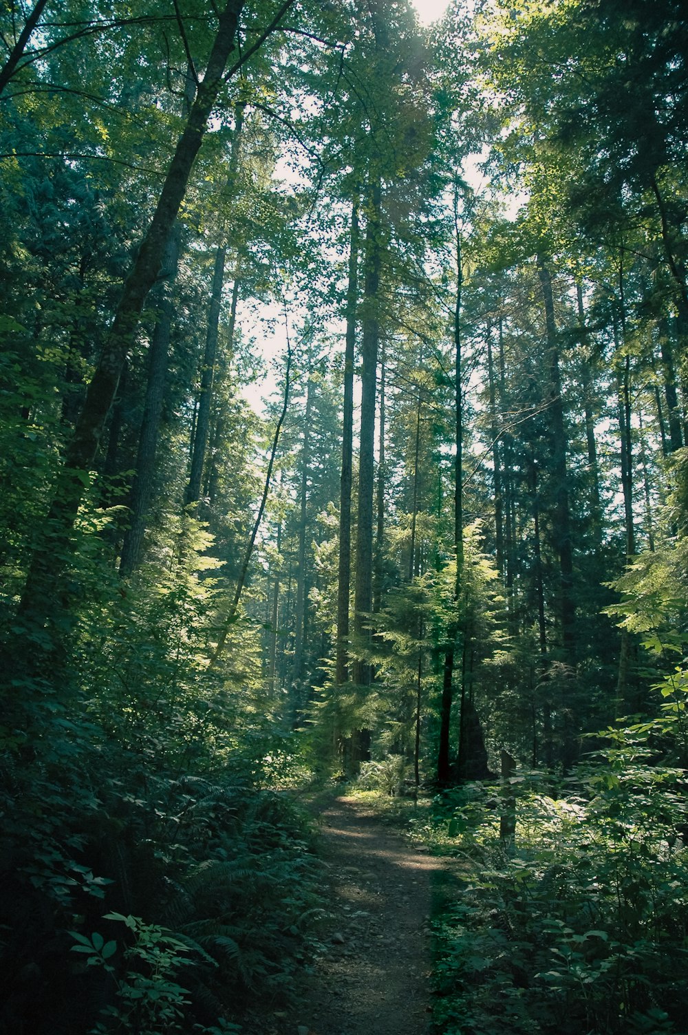 a path in the middle of a forest surrounded by tall trees