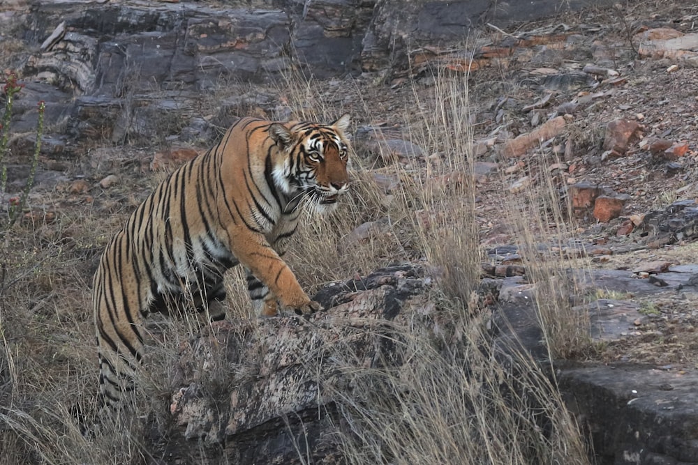 a tiger walking across a dry grass covered field