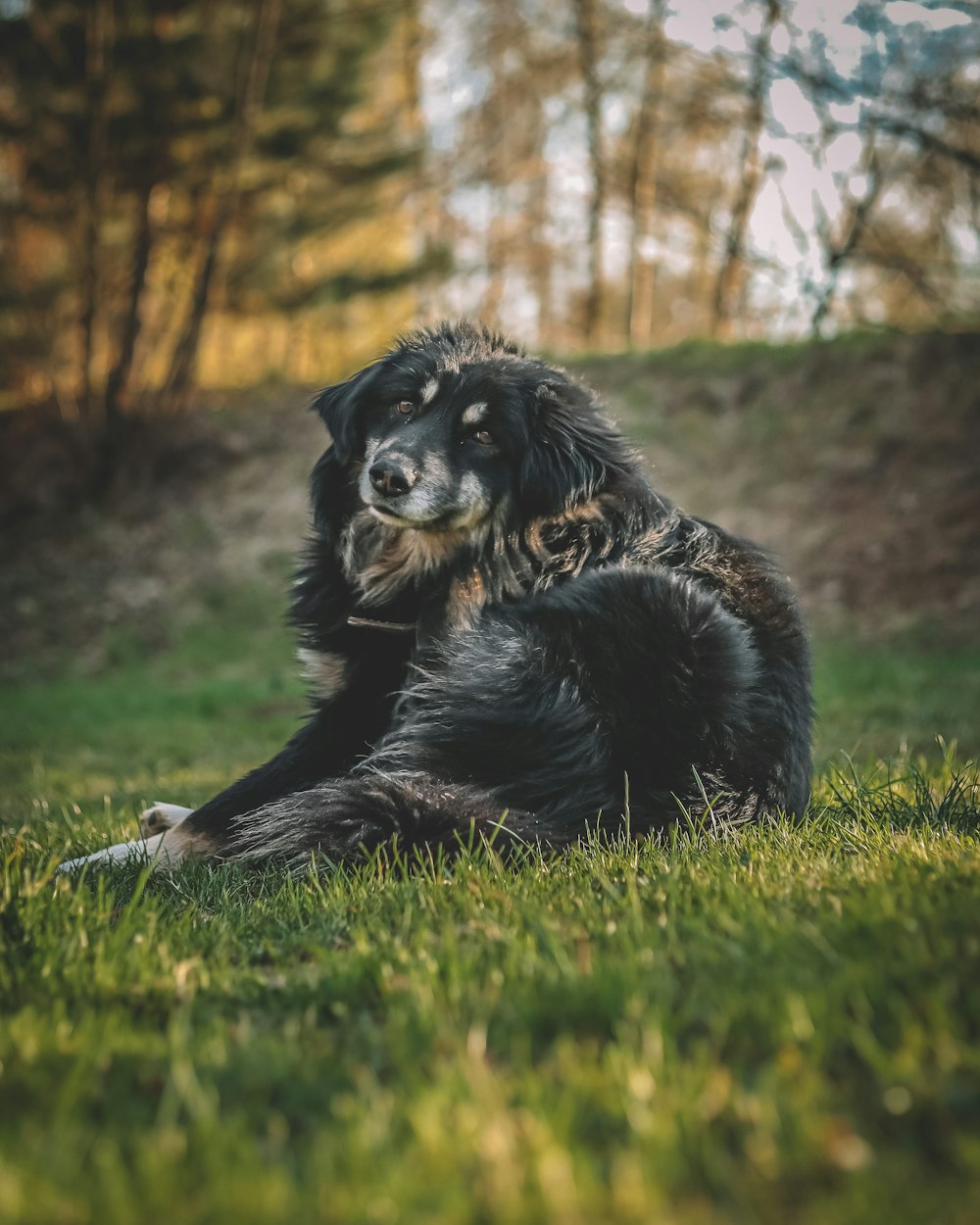 a large black dog laying on top of a lush green field