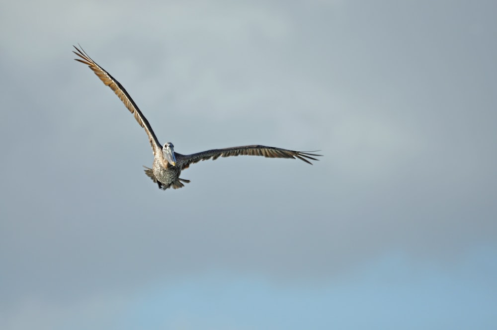 a large bird flying through a cloudy sky