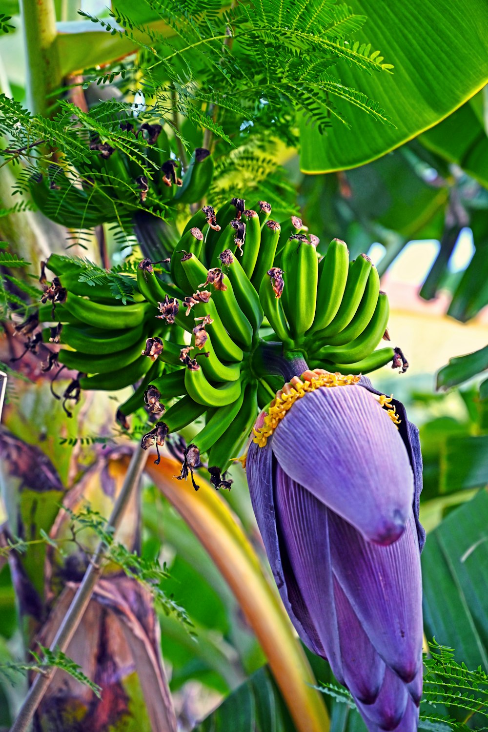 a banana tree with a bunch of unripe bananas on it
