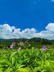 a lush green field with purple flowers under a blue sky