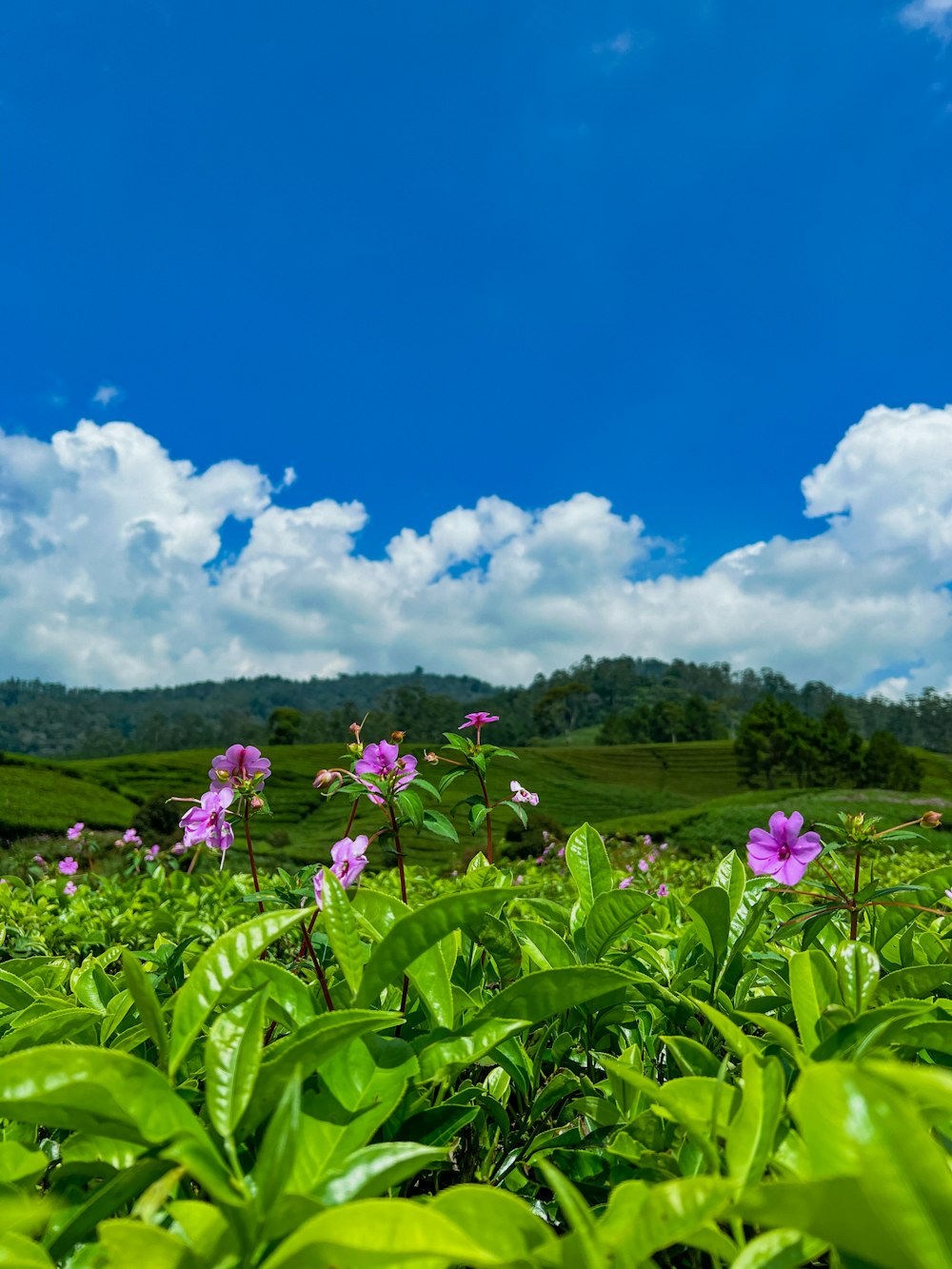a lush green field with purple flowers under a blue sky