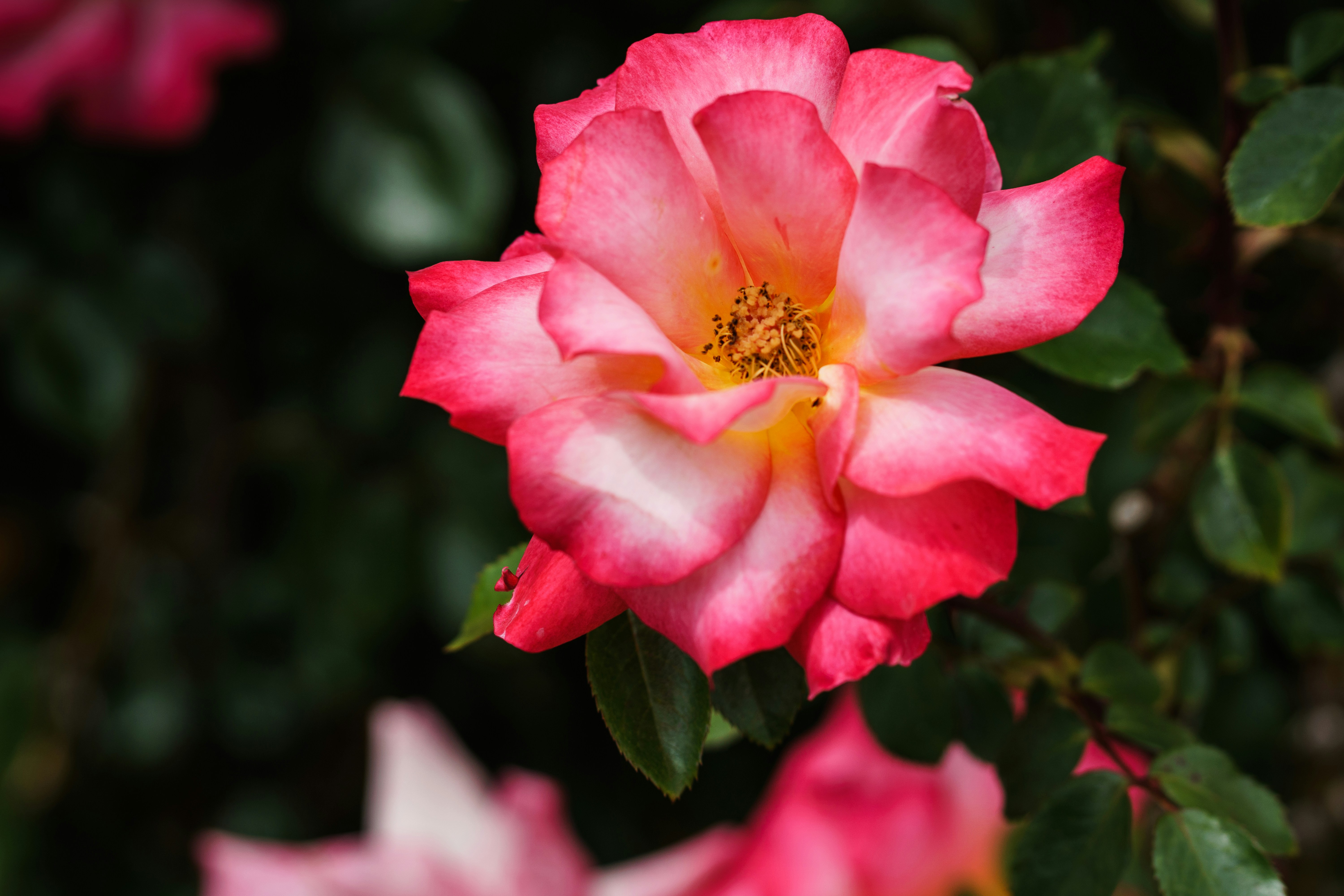 Photo by earl_plannerzone