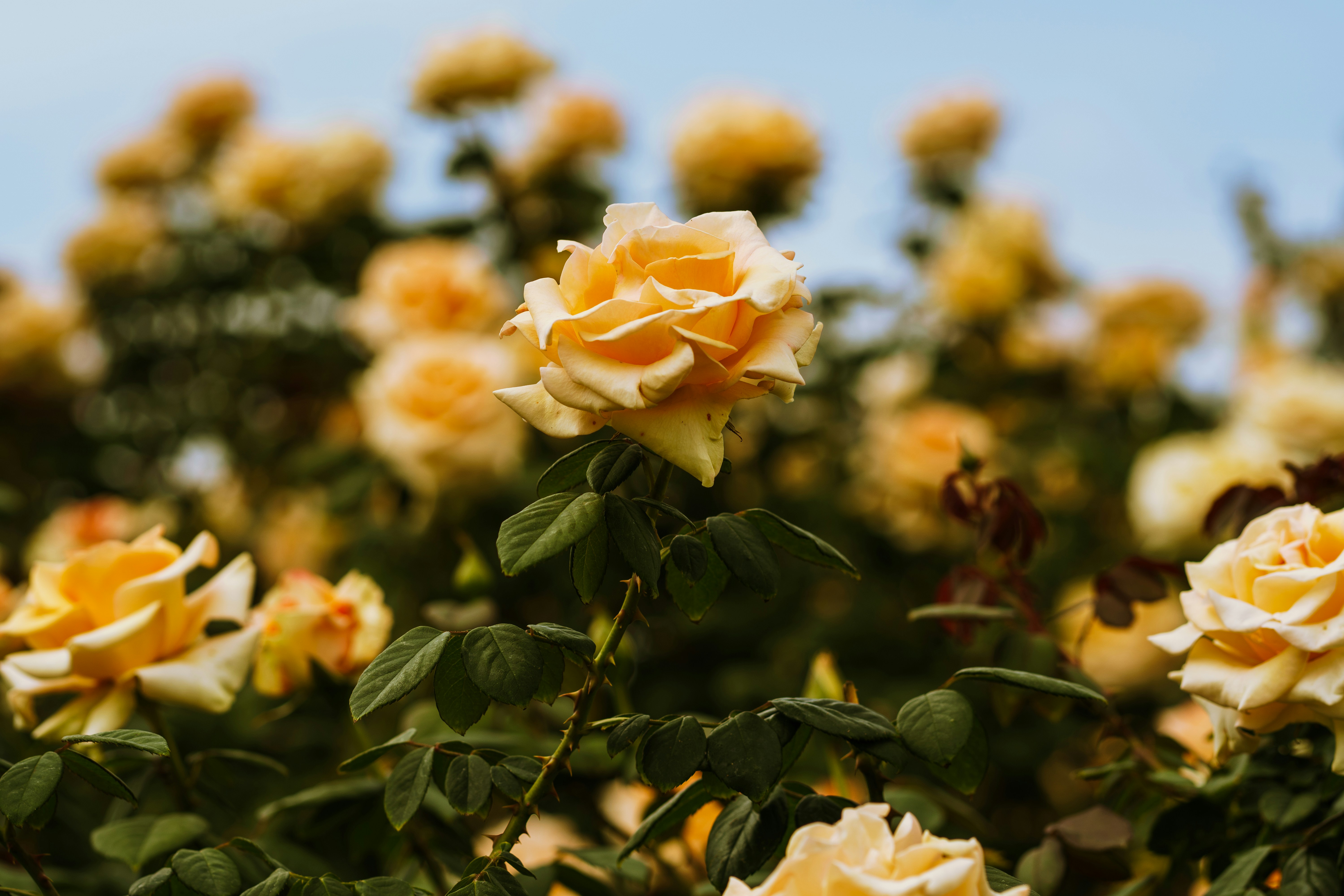 Photo by earl_plannerzone