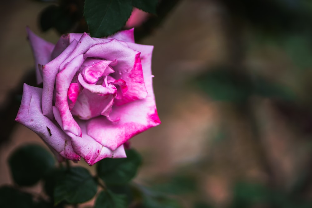 a close up of a pink rose with green leaves