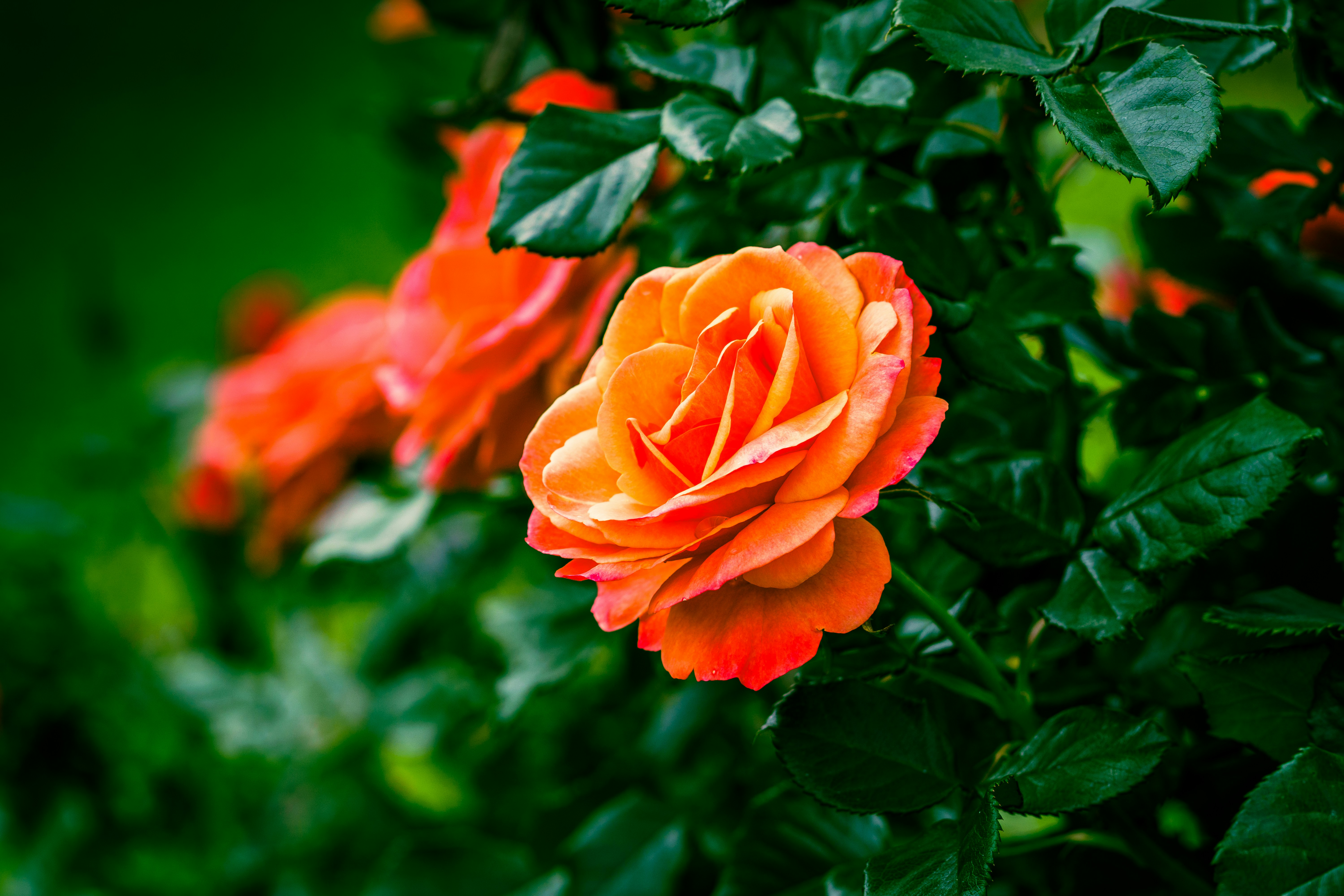 Photo by earl_plannerzone