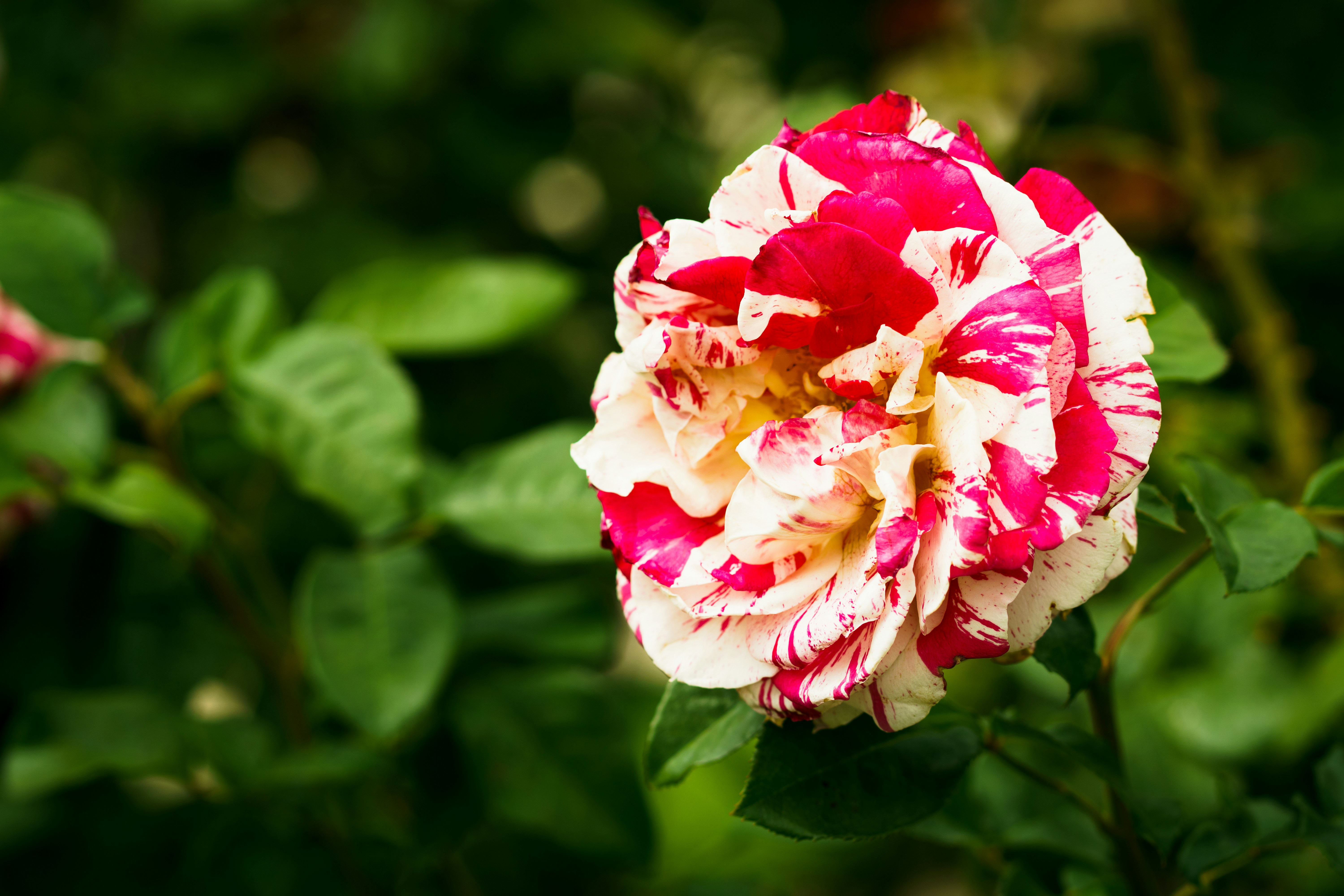 Photo by earl_plannerzone