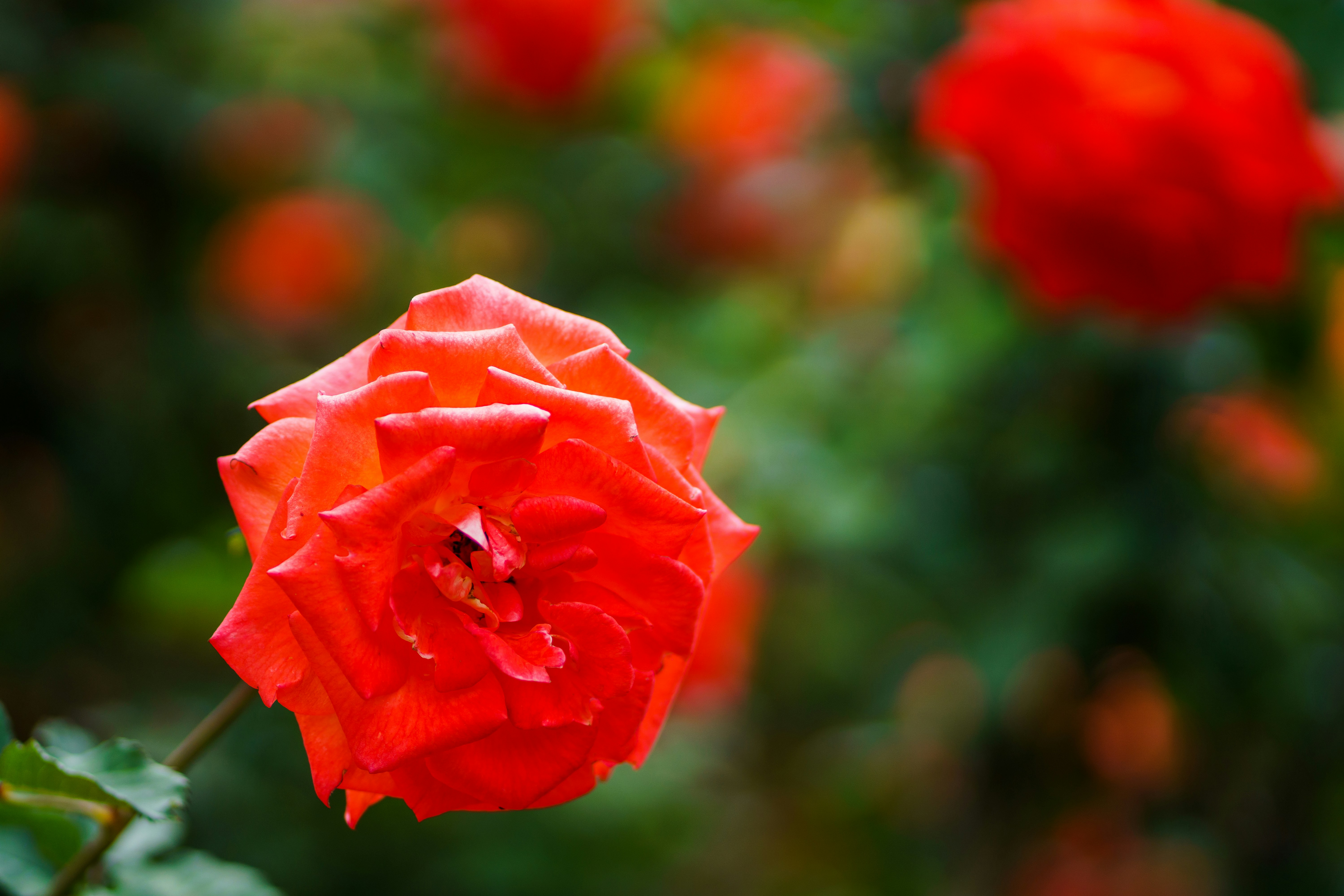 Photo by earl_plannerzone